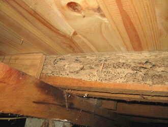 Termite Damage In Timber